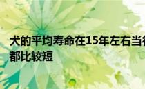 犬的平均寿命在15年左右当行动剧烈的猎狗或是比赛狗寿命都比较短