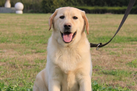 拉布拉多犬训练方法