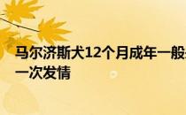 马尔济斯犬12个月成年一般来说狗狗会在8个月左右出现第一次发情