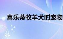 喜乐蒂牧羊犬时宠物狗中较为优良的品种