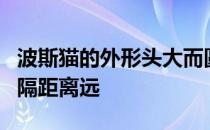 波斯猫的外形头大而圆鼻子短平耳朵小两耳间隔距离远