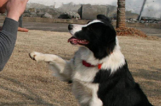 边境牧羊犬的训练方法，驯服边牧的四个技巧