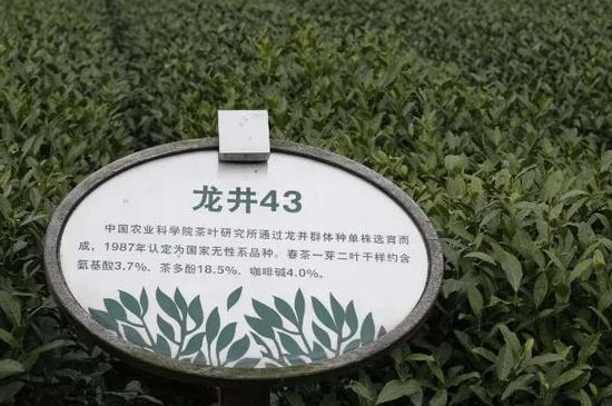 乌牛早茶多少钱一斤，乌牛茶市场价！