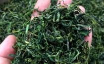 黄山野茶属于什么茶 黄山野茶是什么品种？