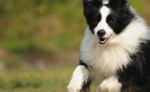 边境牧羊犬的训练方法和驯服边境牧羊犬的四个技巧