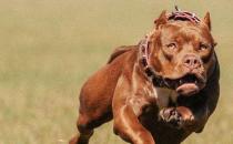 如何训练比特犬 如何训练它们的野性和肌肉爆发力
