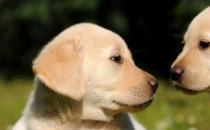如何训练拉布拉多犬及三种训练拉布拉多犬的方法