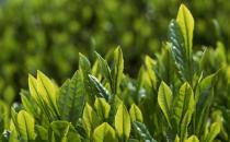 绿茶农药残留高吗？茶叶中的那些农药残留容易超标吗？
