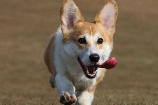 怎么训练柯基犬，训练柯基的四个方法