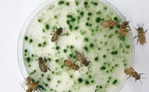 养蜂人热衷于新的微藻研究