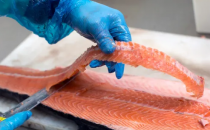 海鲜加工废料制尼龙项目赋予渔网袜新意义