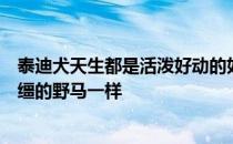 泰迪犬天生都是活泼好动的如果没有牵引绳很多泰迪都像脱缰的野马一样