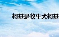 柯基是牧牛犬柯基身材矮小动作灵活
