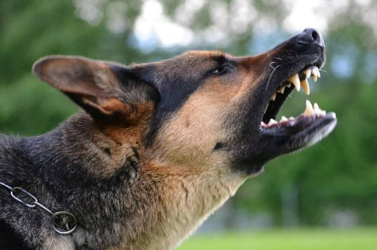 怎么训练狗狗不咬人，让狗狗学会不咬人的4个方法技巧
