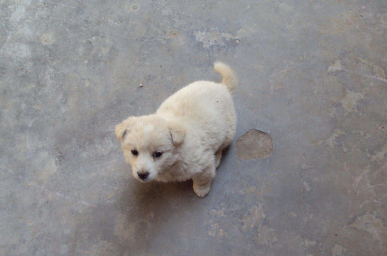 狗狗应该怎么训练