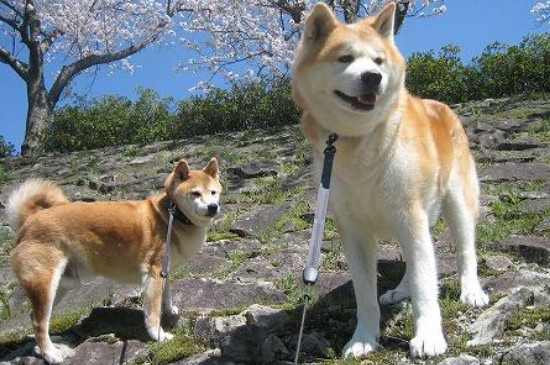 秋田犬怎么训练它听话