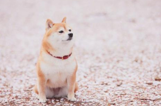 柴犬属于攻击性强的狗吗
