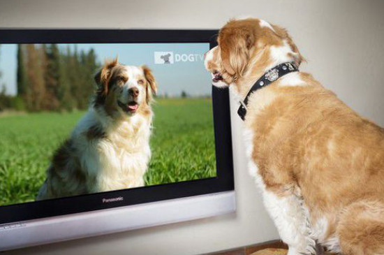 狗会看电视吗