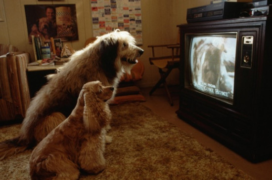 狗会看电视吗