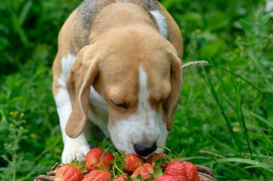 狗狗可以吃杏吗