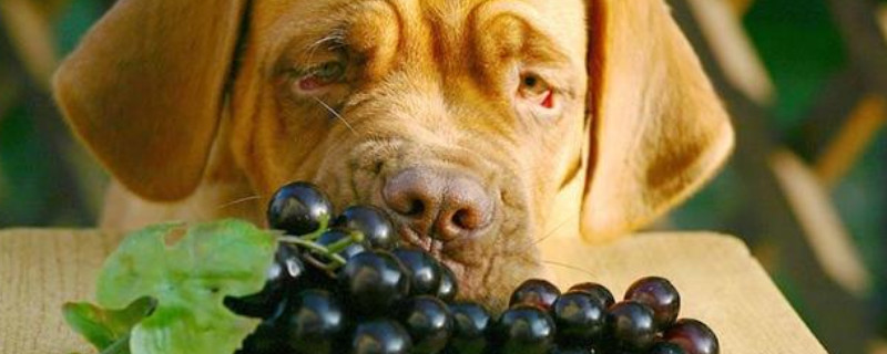 狗能吃葡萄不？