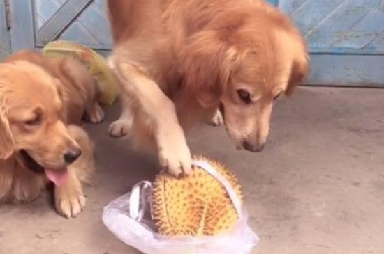 狗可以吃榴莲吗