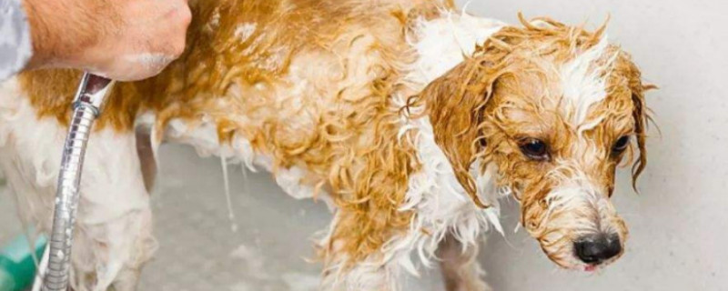 母狗产后多久可以洗澡？