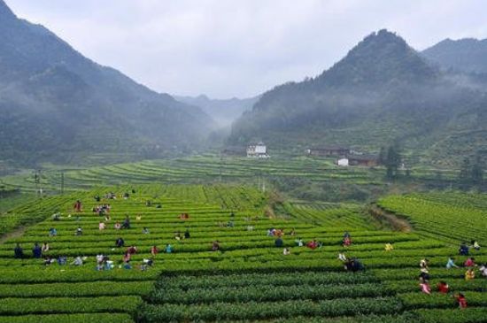 恩施富硒茶属于什么茶，有什么副作用？