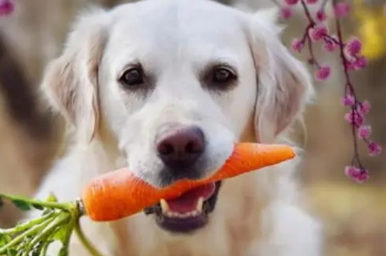 狗能吃核桃吗为什么