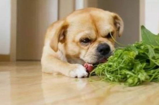 狗能吃生菜吗