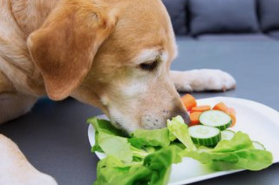 狗能吃生菜吗