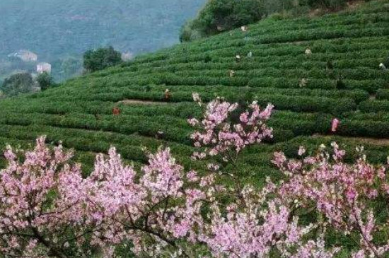 江苏吴县洞庭山是什么茶的产地，江苏吴县产什么茶？