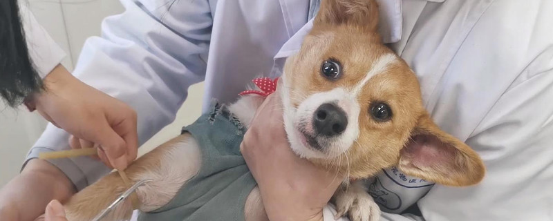 狗翻肠子能自己痊愈吗