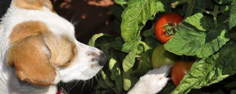 狗可以吃番茄吗？为什么