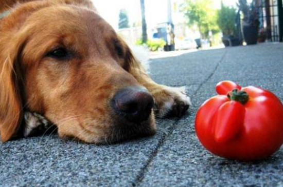 狗可以吃番茄吗？为什么