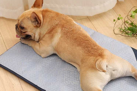 狗睡冰垫有什么危害