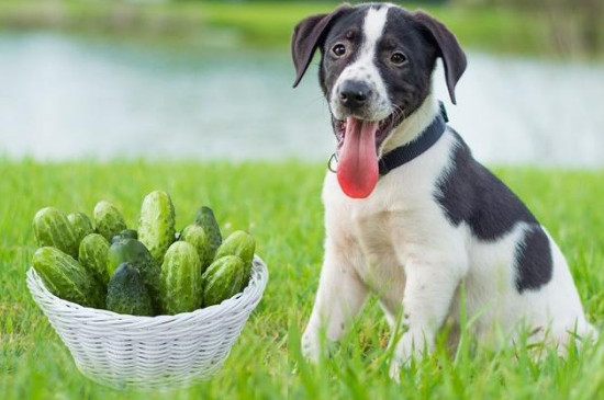 狗能吃黄瓜不？