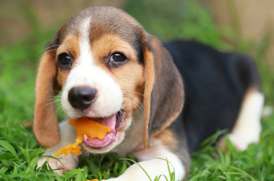 狗可以吃梨不？