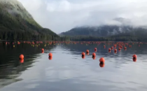 全球海藻养殖加速器启动