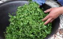 潮汕炒茶属于哪种茶？潮汕炒茶是绿茶吗？