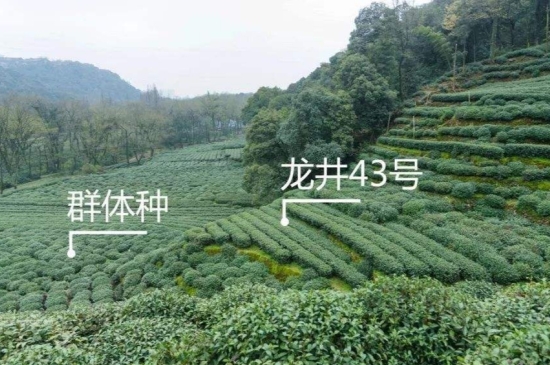 43号龙井属于好茶吗，龙井茶43号是什么意思？