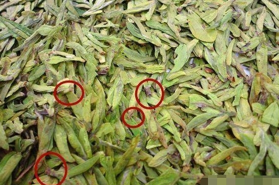 乌牛早和龙井的区别图片，龙井43号和乌牛早茶的对比