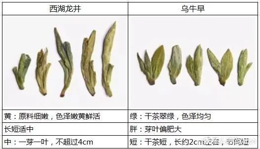 乌牛早和龙井的区别图片，龙井43号和乌牛早茶的对比