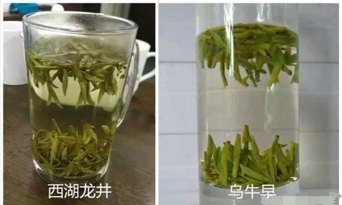 乌牛早和龙井的区别图片，龙井43号和乌牛早茶的对比