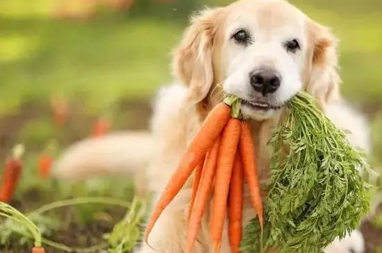 狗狗可以吃西红柿不