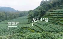 龙井43号是好茶吗？43号龙井茶是什么意思？