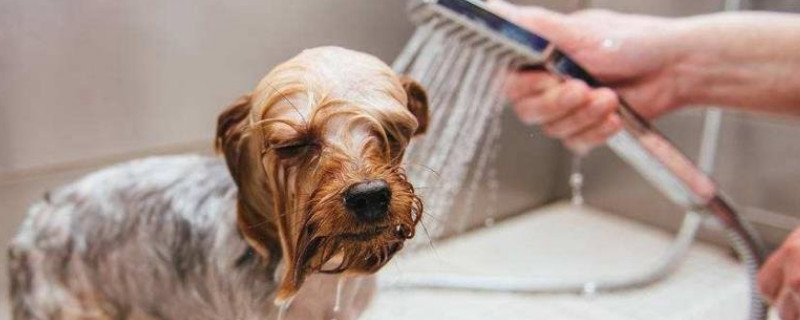 小狗可以洗澡吗