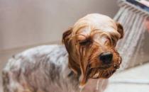 小狗会洗澡吗？
