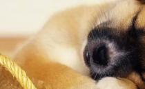 犬细小病毒的症状有哪些？