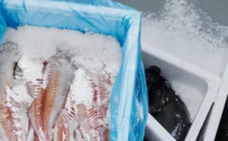 2月21日鳕鱼养殖者报告首次商业收获